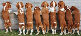 English springer spaniels are known for their splotches and freckles. Welsh Springer Spaniel Puppies Petfinder
