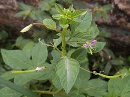 Image result for Cleome rutidosperma