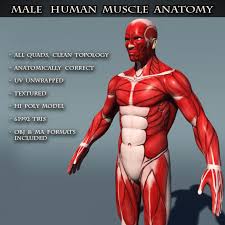 Human muscle system, the muscles of the human body that work the skeletal system, that are under voluntary control, and that are concerned with movement, posture, and balance. Human Male Muscle Anatomy By Amardeep 3docean