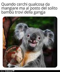 Tutti I Meme Sui Koala Facciabuco Com Una raccolta di tantissime foto di buonanotte nuove da condividere su facebook e whatsapp. tutti i meme sui koala facciabuco com