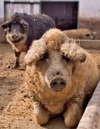 It seems like curly fur is a trait that can be caused by a single dominant mutation, and we like the way it looks. Tumblr