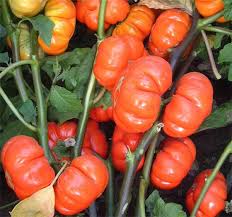 Image result for Solanum aethiopicum
