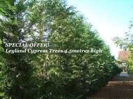 We did not find results for: Leyland Cypress Instant Evergreen Hedging Trees Buy 10 Save S