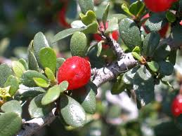 Image result for Rhamnus staddo