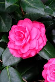 Camille Camellia Japonica December 31 With Images Camellia Japonica Flowers