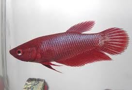 Its popularity has declined in recent years with the. Betta Splendens Siamese Fighting Fish Micracanthus Marchei Seriously Fish