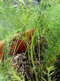 Growing Asparagus In A Container Little Baby Homegrown Stalks Growing Asparagus Asparagus Plant Plants