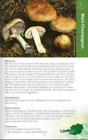 Wald Champignon Pilze Champignons Braun Werden