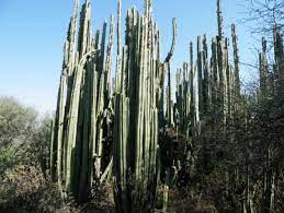 【 cactus 】 ➨➨ descubre como se reproducen los cactus. 25 Nombres De Plantas Del Desierto Lista Caracteristicas Y Fotos