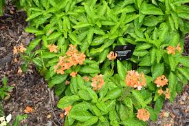 Image result for Crossandra infundibuliformis