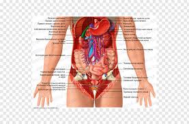 Here is a good example of an actual alpha male Diagram Female Abdomen Anatomy Diagram Full Version Hd Quality Curcuitdiagrams Mervillejesolo It