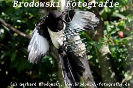 Verhalten Der Vogel Verhaltensstudien Vogel Verstandigungen Bildern