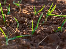 The o horizon may or may if you order topsoil from a local garden center, you will get soil with a similar texture as the soil in your current lawn. How To Dress A Lawn With Topsoil Lovethegarden