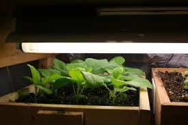 May 06, 2021 · you can also buy eggplant seedlings from garden nurseries instead of starting from seed. Care Of Vegetable Seedlings University Of Maryland Extension