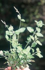 Image result for Lippia woodii
