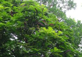 Image result for Pentarhopalopilia