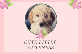 Whether you love german culture, its food, or are getting a dog with german origins—like a german shepherd, rottweiler, or pinscher—take a look at these charming feminine dog names. 150 Goldendoodle Girl Names Cute Unique A Dood Able Happy Go Doodle