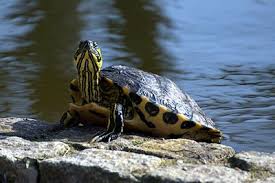 Freigehege und frühbeet heim für schildkröten. Wie Viel Kosten Schildkroten So Berechnen Sie Kosten Fur Anschaffung Und Haltung