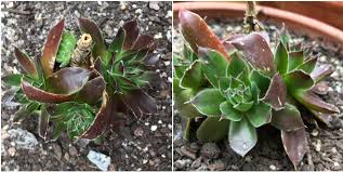 If you see your succulents dying, decode their symptoms to bring them back to life. Can Anyone Identify This Succulent It Had What I Thought Was A Death Bloom So I Cut It Off Very Tall Stalk With Yellow Flowers Also Have Cut A Couple Of The