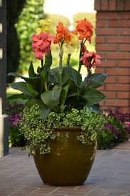 Cannas through history — and today. Canna Lilies Bold Gaudy Perennials For The Flamboyant Gardener Sunnyside Nursery
