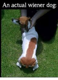 An Actual Wiener Dog Meme On Me Me