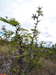 Image result for Acacia cornigera