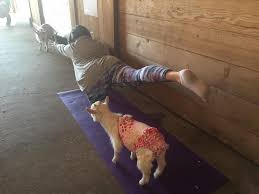 Kelowna is a lakefront city that boasts gorgeous greenery, vineyards, boating, camping, hiking, and much more. They May Nibble Your Mat Kelowna Embraces Goga Goat Yoga Cbc News