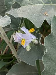Image result for Solanum campylacanthum 'incanum type'
