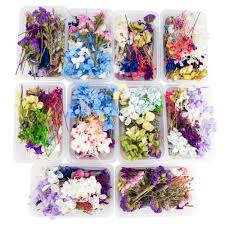 Dried flowers wholesalers for professionals. 2021 1 Box Real Mix Dried Flowers For Dry Plants Making Craft Diy Accessories Pressed Flowers From Abutilon 25 79 Dhgate Com
