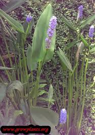 Image result for Nesaea cordata