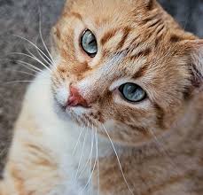 Ginger🐈 the cat from snowy russia! 9 Fun Facts About Orange Tabby Cats The Purrington Post