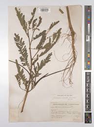 Image result for Sesbania sericea