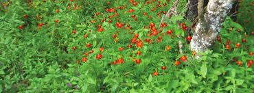 Image result for Chamaecrista zambesica