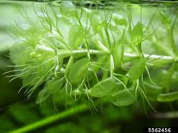 Image result for Aldrovanda vesiculosa