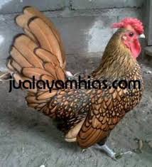 Ayam Batik Kanada Cokelat Gold Dewasa Batik Ayam