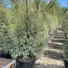 Image result for Pittosporum