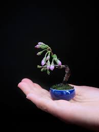 Pin Auf Besondersbonsai
