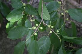 Image result for Ficus laurifolia