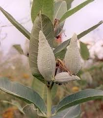 Milkweed A Truly Remarkable Wild Vegetable Milkweed Plant Wild Food Foraging Plants