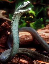 In afrika lebt die schwarze mamba, eine schlange, die in einem stück gift steckt in der lage, mehrere menschen in die nächste welt zu schicken. Schlangen In Sudafrika