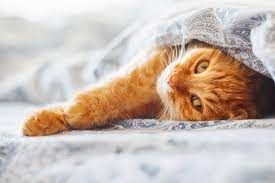 https://encrypted-tbn0.gstatic.com/images?q=tbn:ANd9GcRzdaVp70yERZPpvDcQdX67Z-I83P_wLKq6AqhFWSHplf9fG_8a76cn_ER4_2G7Q3t0rwA&usqp=CAU