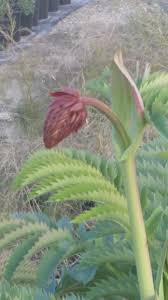 Image result for Melianthus major