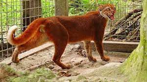 Keadaan flora dan fauna di muka bumi dewasa ini semakin menyusut jenis maupun jumlahnya dari tahun ke tahun, bahkan semakin kritis akibat ulah manusia dengan kemajuan teknologinya. 10 Jenis Fauna Di Malaysia Yang Perlu Diketahui Beserta Gambarnya Ilmugeografi Com