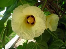 Image result for Elaeodendron matabelicum