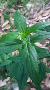 Here you will find one or more explanations in english for the word belalai. Belalai Gajah Nurul Iman Herbs Farm