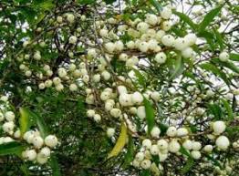 Image result for Pittosporum abyssinicum