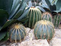 A smallish cactus that forms a usually solitary, bluish green, deeply ridged, robust and thick stem to about the #1 web site for palm seeds. Blue Barrel Cactus 10 Seeds Rareplant