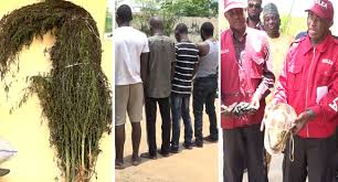 Narcotic officer cadre job type: Ndlea Arrests Suspected Supplier Of Marijuana To Insurgents 20 Others Channels Television