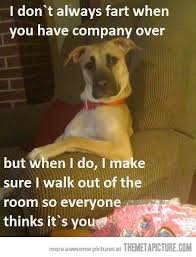 Haha So True Puppy Dogs Multicityworldtravel Com We Cover The World Over 220 Countries 26 Languages And 1 Dog Farts Funny Animal Photos Funny Commercials