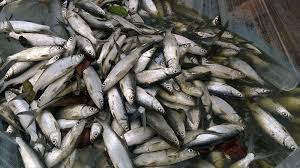 Jumlahnya yang banyak banget emang sering bikin bingung. Jenis Jenis Ikan Laut Yang Populer Untuk Dikonsumsi Kepogaul